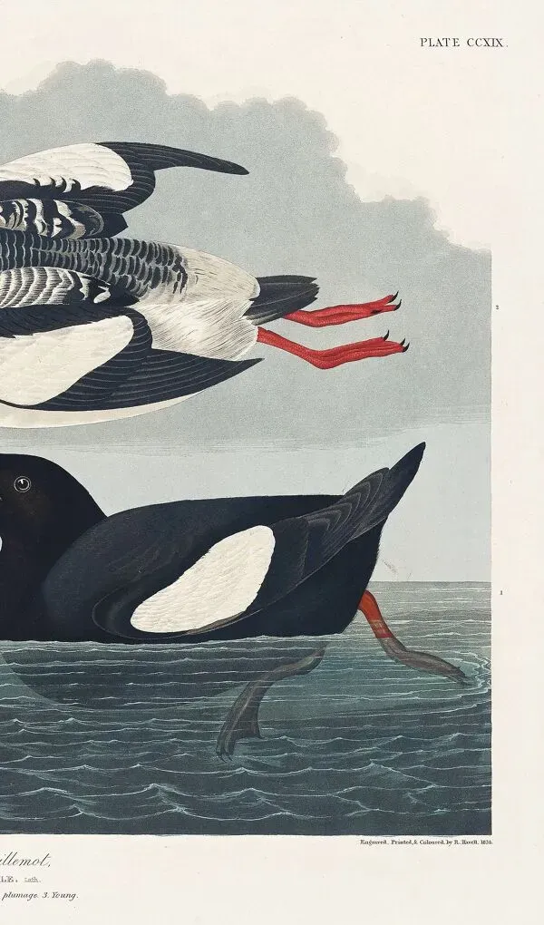 Illustration numéro 3 du produit Affiche sur le Guillemot noir, d’après une gravure ancienne de 1827.
