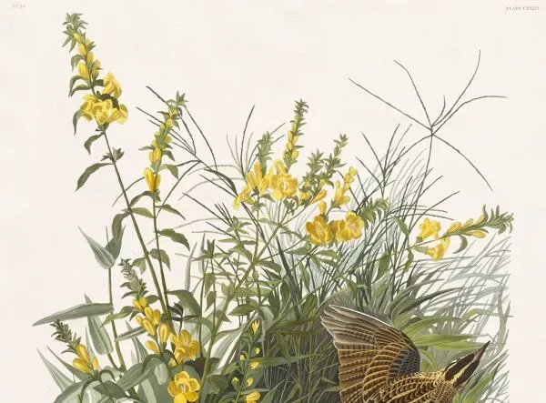 Illustration numéro 3 du produit Affiche sur l’Hypolaïs des prés, d’après une gravure ancienne de 1827.