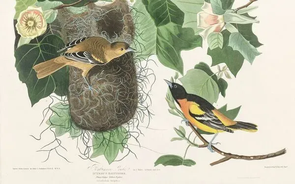 Illustration numéro 3 du produit Affiche sur le Troupiale de Baltimore, d’après une gravure ancienne de 1827