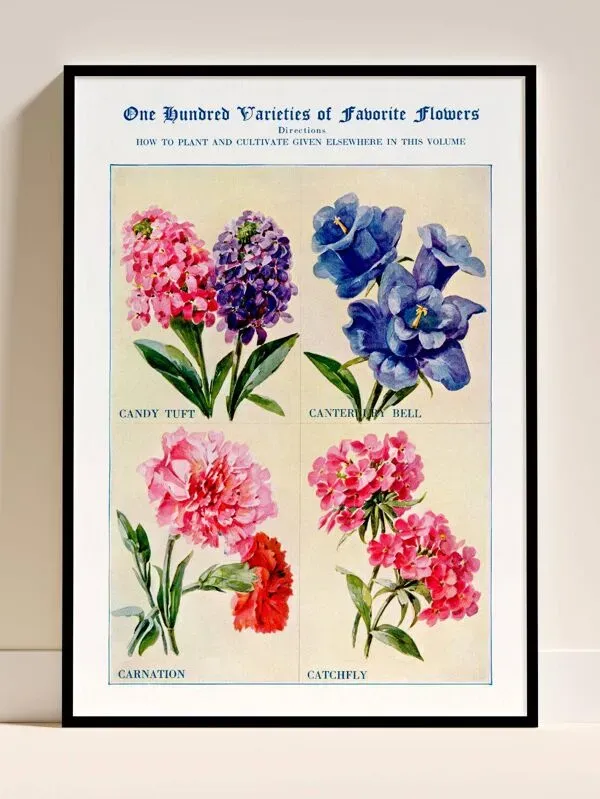 Illustration numéro 3 du produit Affiche sur les giroflées, campanules, œillets et silènes