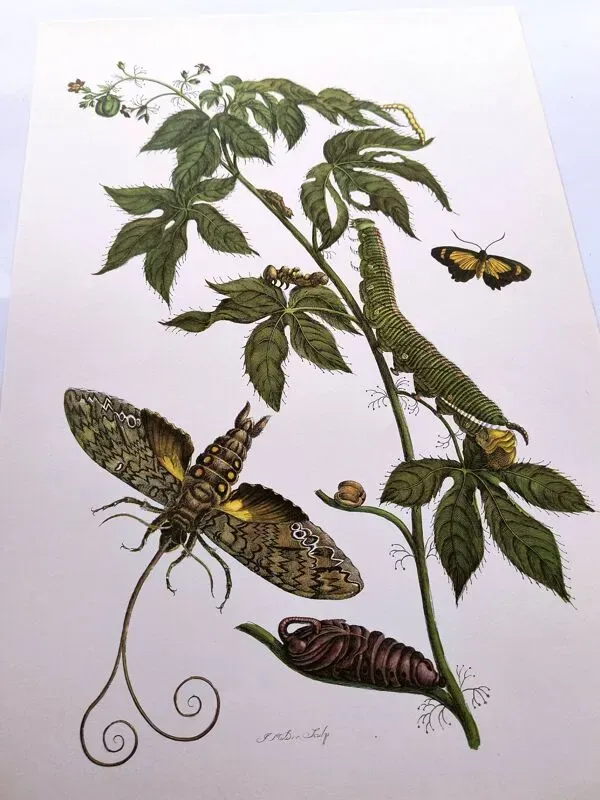 Illustration numéro 3 du produit Illustration vintage - Sphinx tropicale et plante exotique - par Merian