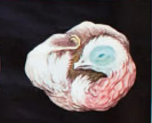 Illustration numéro 3 du produit ��Affiche murale de l’école de Jung-Koch-Quentell ''poulet'' 1971