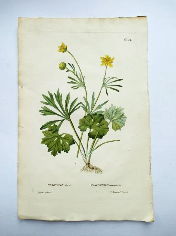 Illustration numéro 3 du produit Gravure botanique ancienne de 1829 - Renoncule dorée- Par Poiteau. Fleur