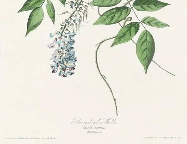 Illustration numéro 3 du produit Affiche sur la Paruline jaune, d’après une gravure ancienne de 1827.