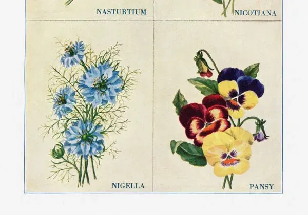 Illustration numéro 3 du produit Affiche sur les capucines, tabacs d’ornement, nigelles et pensées