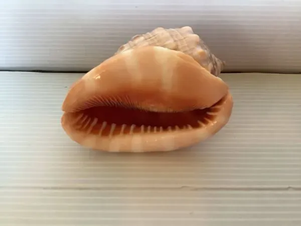 Illustration numéro 3 du produit Mini coquillage cypraea cassis rufa