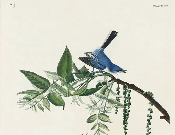 Illustration numéro 3 du produit Affiche sur la fauvette bleue, d’après une gravure ancienne de 1827.