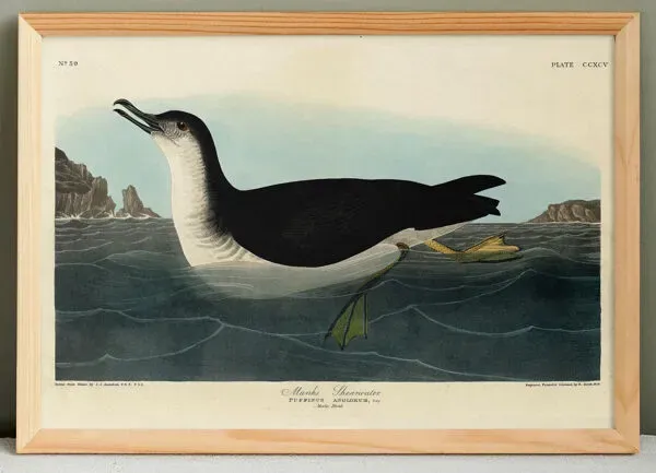 Illustration numéro 3 du produit Affiche sur le Puffin des Anglais, d’après une gravure ancienne de 1827.