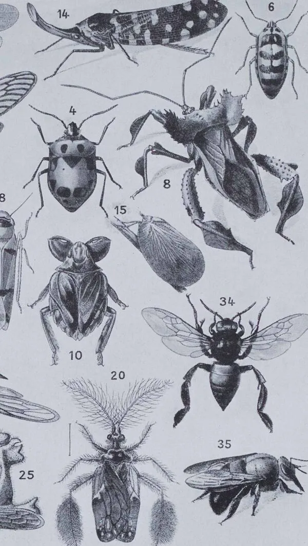 Illustration numéro 3 du produit Planche originale de 1930: les insectes, l'art du détail scientifique