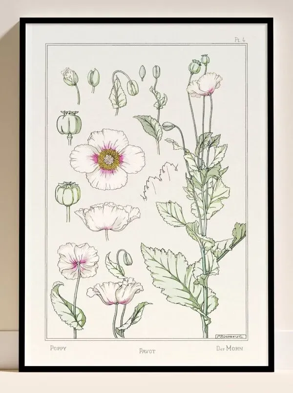 Illustration numéro 3 du produit Affiche “Pavot”, d’après une lithographie art nouveau de 1897