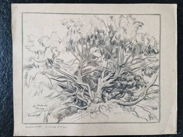 Illustration numéro 3 du produit Louis John Endres (1896-1989) - Dessin au fusain sur papier - Genevrier  Toutliat, Grand Atlas Maroc