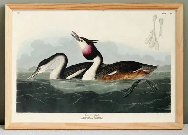 Illustration numéro 3 du produit Affiche sur le Grèbe huppé, d’après une gravure ancienne de 1827.