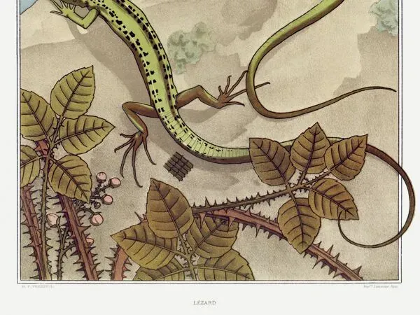 Illustration numéro 3 du produit Affiche “Lézard”, d’après une lithographie art nouveau de 1897