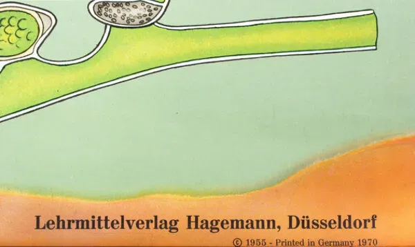 Illustration numéro 3 du produit Affiche murale de l’école par Jung-Koch-Quentell ''algue'' 1970