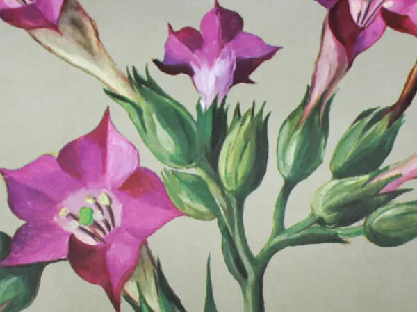 Illustration numéro 3 du produit Affiche murale de l’école de Jung-Koch-Quentell ''tabac'' 1972