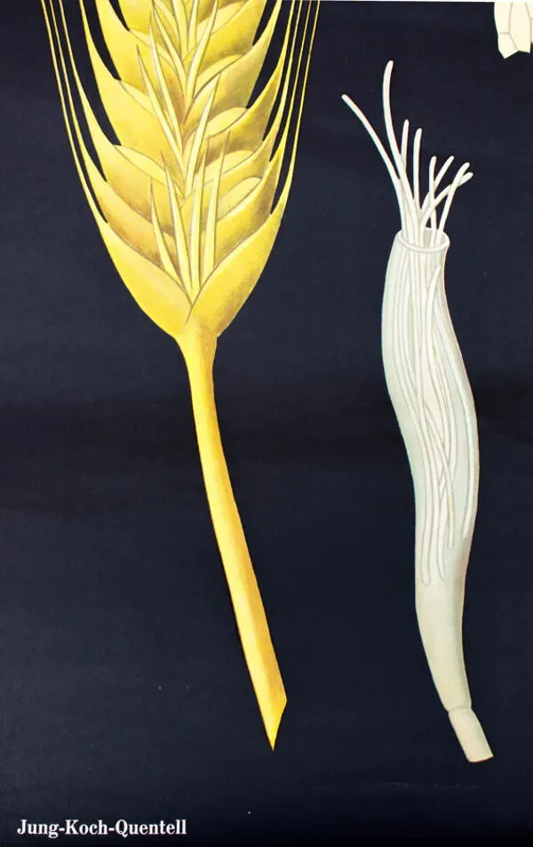 Illustration numéro 3 du produit Affiche murale de l’école de Jung-Koch-Quentell ''parasite du grain'' 1972