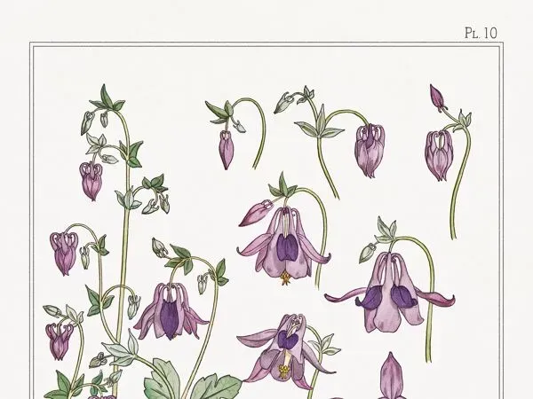 Illustration numéro 4 du produit Affiche “Ancolie – Columbine”, d’après une lithographie art nouveau de 1897