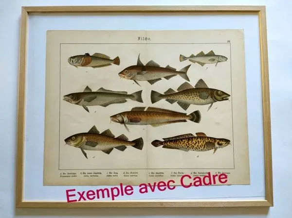 Illustration numéro 4 du produit Gravure de 1898 - Poissons - Thon et Maquereau- Grande lithographie Vintage