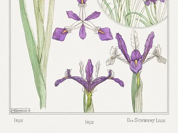 Illustration numéro 4 du produit Affiche “Iris”, d’après une lithographie art nouveau de 1897