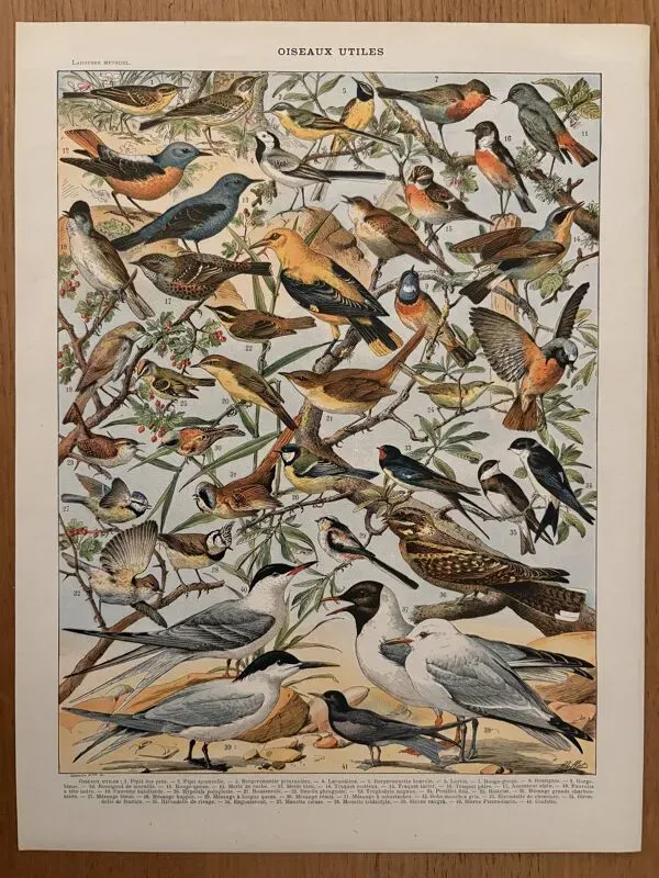 Illustration numéro 4 du produit Ancienne planche illustrée sur les oiseaux utiles ï - 1910