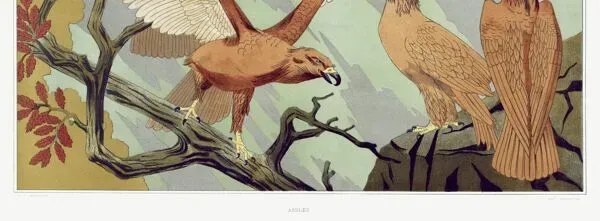 Illustration numéro 4 du produit Affiche “Aigles”, d’après une lithographie art nouveau de 1897