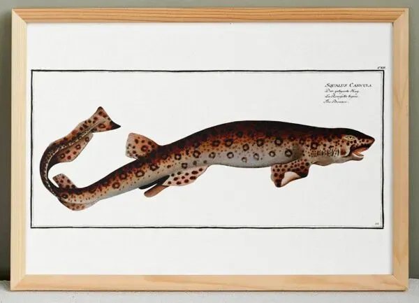 Illustration numéro 4 du produit Affiche sur la roussette, d’après une gravure ancienne de 1746.