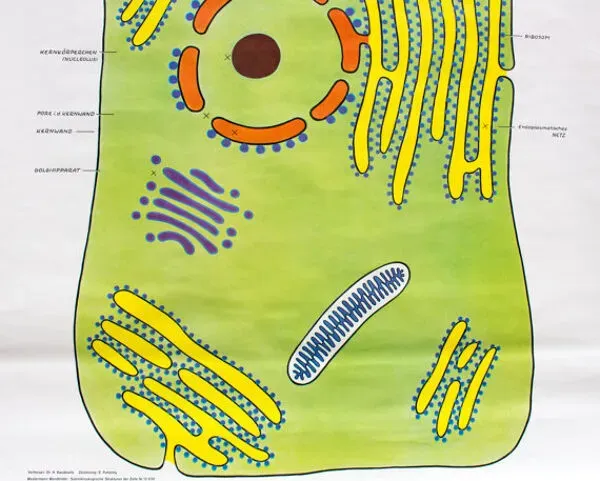 Illustration numéro 4 du produit Affiche murale de l’école cellulaire par Dr H. Kaudewitz Westermann 1968