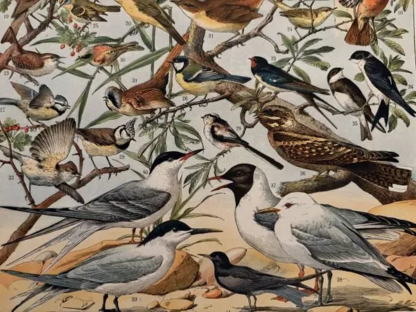 Illustration numéro 4 du produit Planche illustrée sur les oiseaux utiles (pipit) - 1910