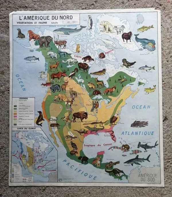 Illustration numéro 4 du produit Carte scolaire vintage mdi Amérique du Nord-Asie Faune