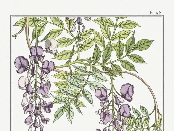 Illustration numéro 4 du produit Affiche “Glycine”, d’après une lithographie art nouveau de 1897