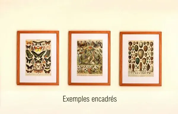 Illustration numéro 4 du produit Lithographie ancienne 1921 M. Dessertenne - Animaux sauvages dit ''nuisibles