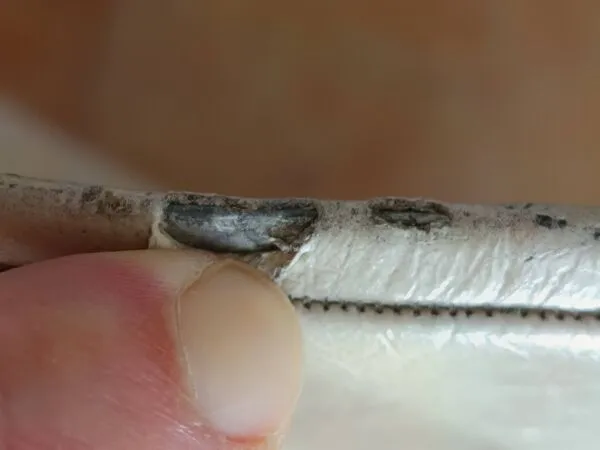 Illustration numéro 4 du produit Paire de Chaises ''Tonneau'' en Aluminium de Pierre Guariche (1954)