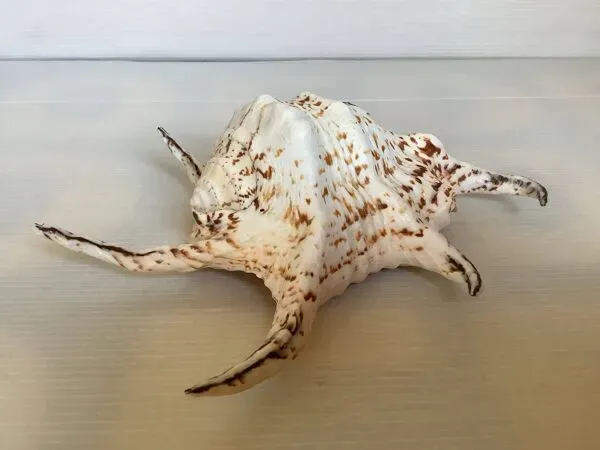 Illustration numéro 4 du produit Coquillage lambis