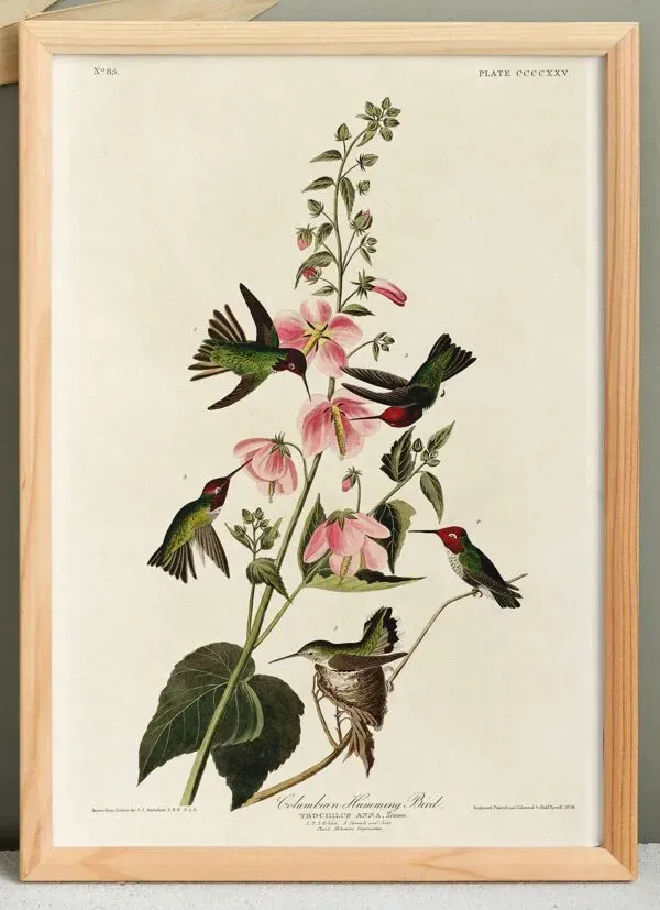 Illustration numéro 4 du produit Affiche sur les colibris d’Anna, d’après une gravure ancienne de 1827.