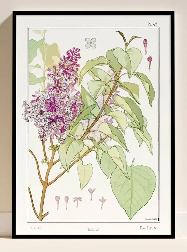 Illustration numéro 4 du produit Affiche “Lilas”, d’après une lithographie art nouveau de 1897