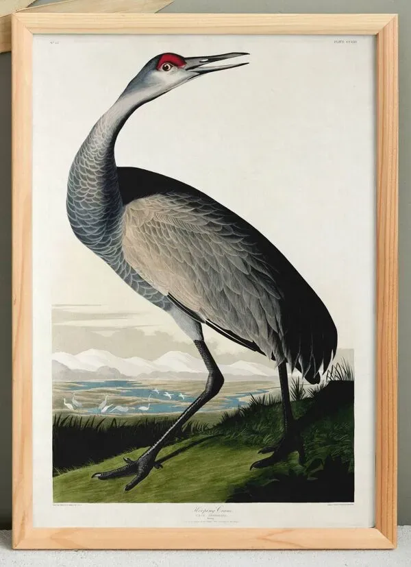 Illustration numéro 4 du produit Affiche sur la Grue d’Amérique, d’après une gravure ancienne de 1827.