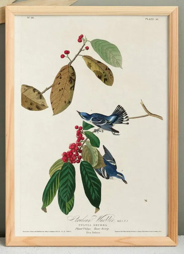 Illustration numéro 4 du produit Affiche sur la Paruline azurée, d’après une gravure ancienne de 1827.
