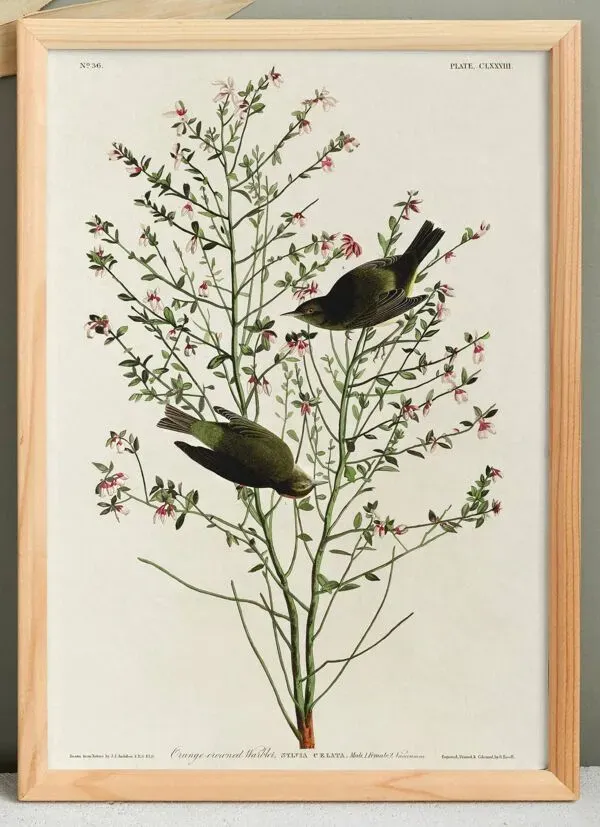 Illustration numéro 4 du produit Affiche sur la Fauvette à couronne orangée, d’après une gravure ancienne