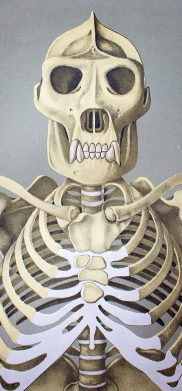 Illustration numéro 4 du produit Affiche murale de l’école de Jung-Koch-Quentell ''gorille'' 1968