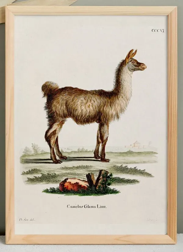 Illustration numéro 4 du produit Affiche sur le Lama, d'après une gravure ancienne de 1774.