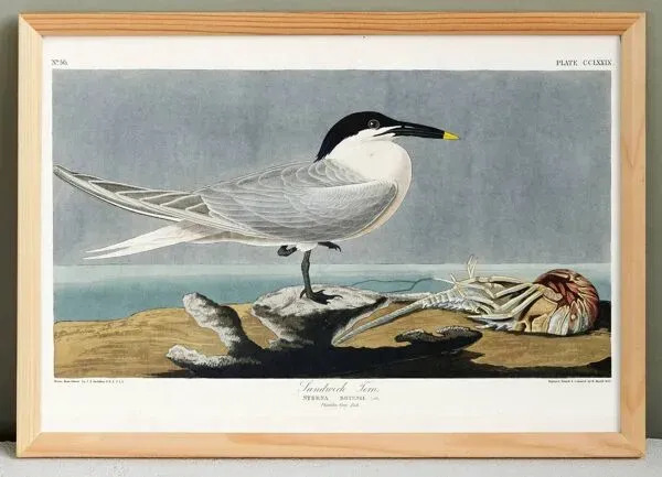 Illustration numéro 4 du produit Affiche sur la Sterne, d’après une gravure ancienne de 1827.