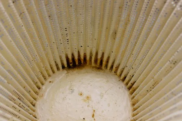 Illustration numéro 4 du produit Cache pot Mathieu mategot, années 50 - design xx eme