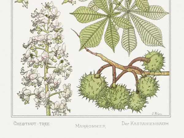 Illustration numéro 4 du produit Affiche “Marronnier”, d’après une lithographie art nouveau de 1897