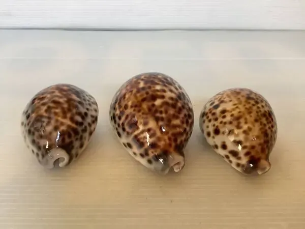 Illustration numéro 4 du produit Trio de coquillages cypraea tigris