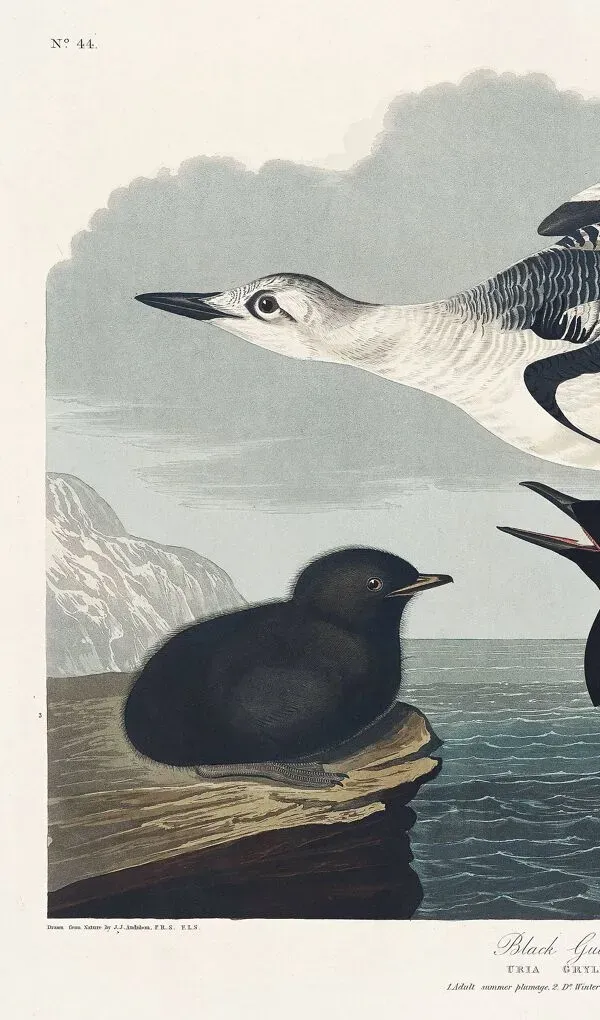 Illustration numéro 4 du produit Affiche sur le Guillemot noir, d’après une gravure ancienne de 1827.