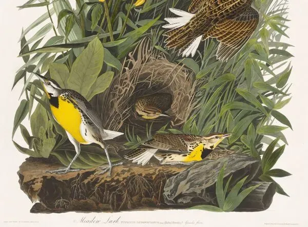 Illustration numéro 4 du produit Affiche sur l’Hypolaïs des prés, d’après une gravure ancienne de 1827.