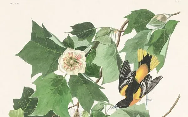 Illustration numéro 4 du produit Affiche sur le Troupiale de Baltimore, d’après une gravure ancienne de 1827