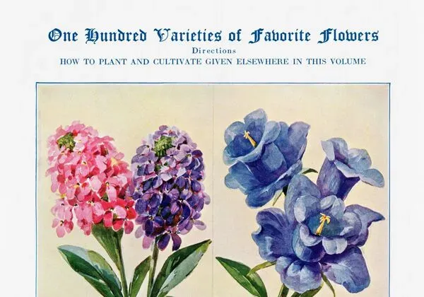 Illustration numéro 4 du produit Affiche sur les giroflées, campanules, œillets et silènes