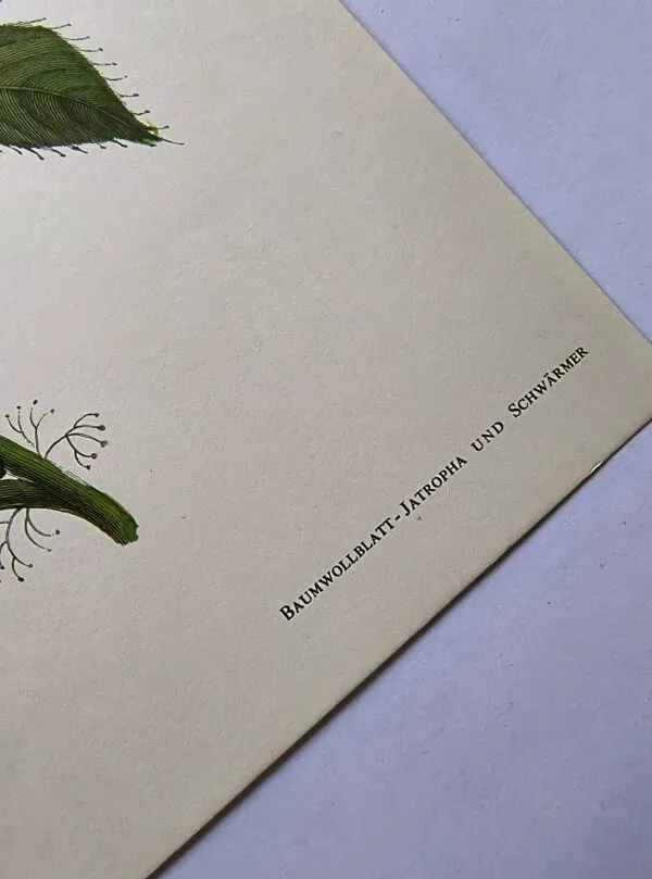 Illustration numéro 4 du produit Illustration vintage - Sphinx tropicale et plante exotique - par Merian