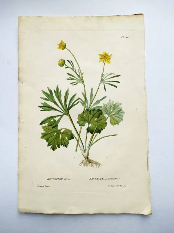 Illustration numéro 4 du produit Gravure botanique ancienne de 1829 - Renoncule dorée- Par Poiteau. Fleur